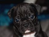 Mükemmel Kalitede French Bulldog Yavrularımız