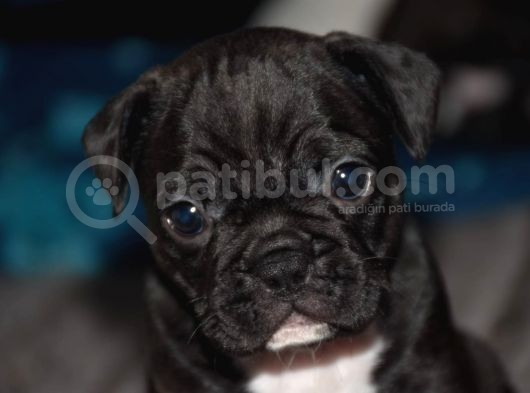 Mükemmel Kalitede French Bulldog Yavrularımız görsel