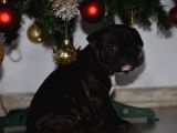Mükemmel Kalitede French Bulldog Yavrularımız