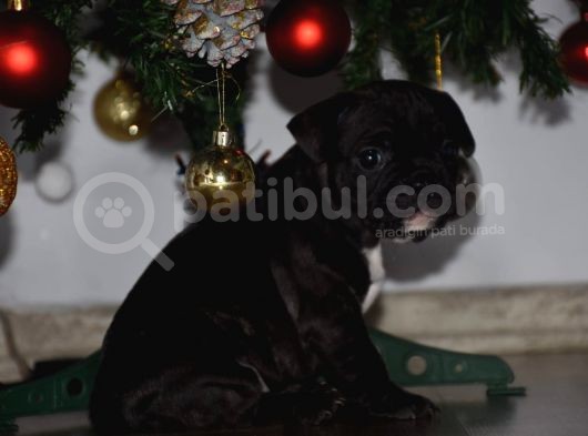 Mükemmel Kalitede French Bulldog Yavrularımız görsel