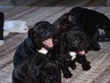 Mükemmel Kalitede French Bulldog Yavrularımız