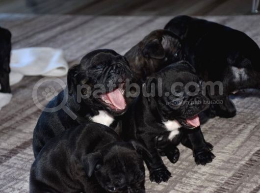 Mükemmel Kalitede French Bulldog Yavrularımız görsel