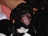 Mükemmel Kalitede French Bulldog Yavrularımız