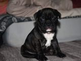 Mükemmel Kalitede French Bulldog Yavrularımız
