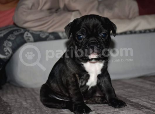 Mükemmel Kalitede French Bulldog Yavrularımız görsel