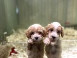 F2 Orjinal Muhtesem Maltipoo Bebekler