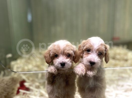 F2 Orjinal Muhtesem Maltipoo Bebekler görsel