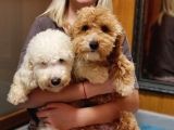 Orjinal Labradoodle Bebekler
