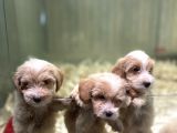 F2 Orjinal Muhtesem Maltipoo Bebekler