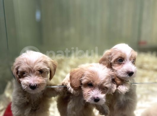 F2 Orjinal Muhtesem Maltipoo Bebekler görsel