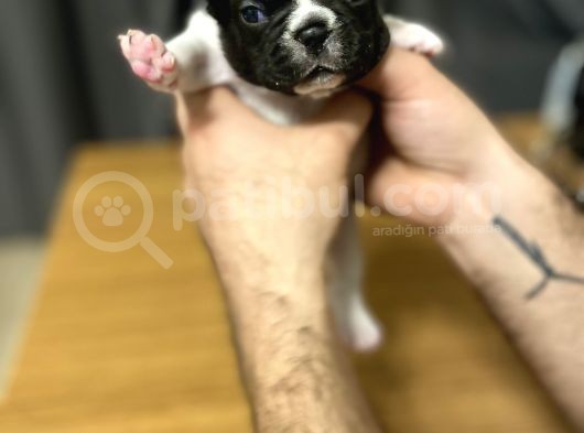 Irk Garantili Blue Ve Brindle Taşıyıcı Blue Yavrularımız görsel