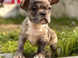Efsane French Bulldog Yavrularimiz