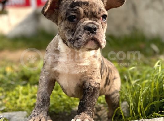 Efsane French Bulldog Yavrularimiz görsel