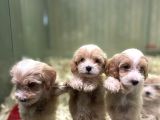 F2 Orjinal Muhtesem Maltipoo bebekler
