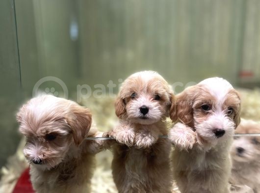 F2 Orjinal Muhtesem Maltipoo Bebekler