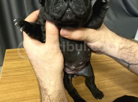 Irk Garantili Blue Ve Brindle Taşıyıcı Blue Yavrularımız görsel