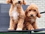 Orjinal Labradoodle Bebekler