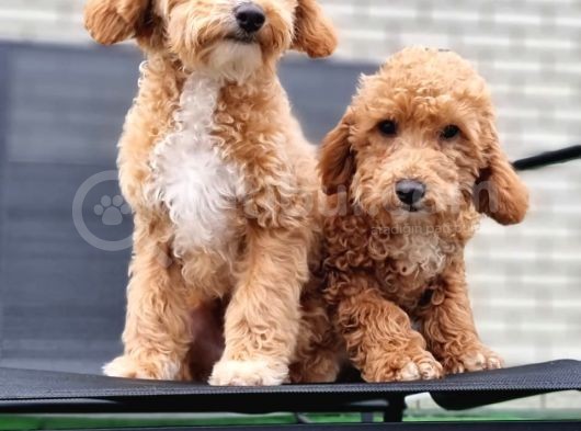 Orjinal Labradoodle Bebekler