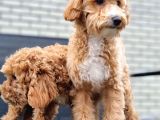 Orjinal Labradoodle Bebekler