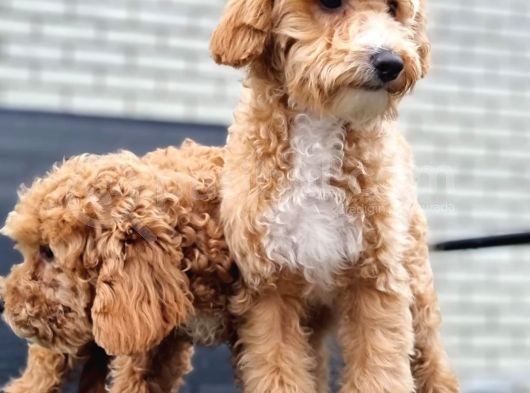 Orjinal Labradoodle Bebekler görsel