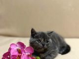 British Shorthair Mükemmel Güzellikte 2 Aylık 4 Yavru 2 Dişi 2 Erkek