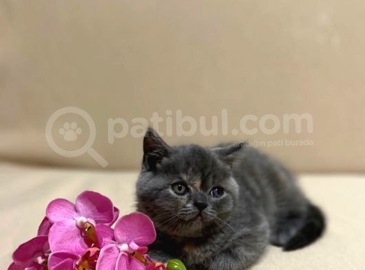 British Shorthair Mükemmel Güzellikte 2 Aylık 4 Yavru 2 Dişi 2 Erkek görsel