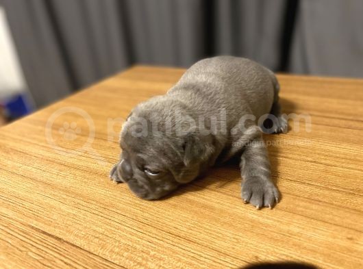 Irk Garantili Blue Ve Brindle Taşıyıcı Blue Yavrularımız görsel