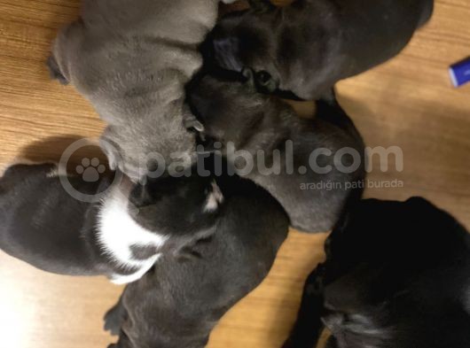 Irk Garantili Blue Ve Brindle Taşıyıcı Blue Yavrularımız