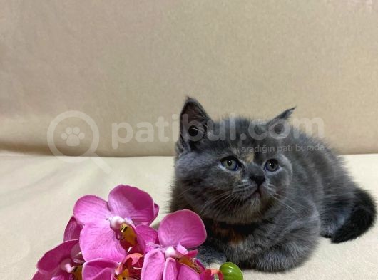 British Shorthair Mükemmel Güzellikte 2 Aylık 4 Yavru 2 Dişi 2 Erkek görsel