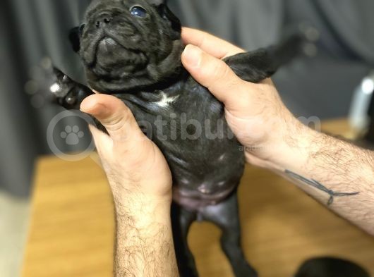 Irk Garantili Blue Ve Brindle Taşıyıcı Blue Yavrularımız görsel