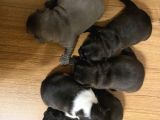 Irk Garantili Blue Ve Brindle Taşıyıcı Blue Yavrularımız