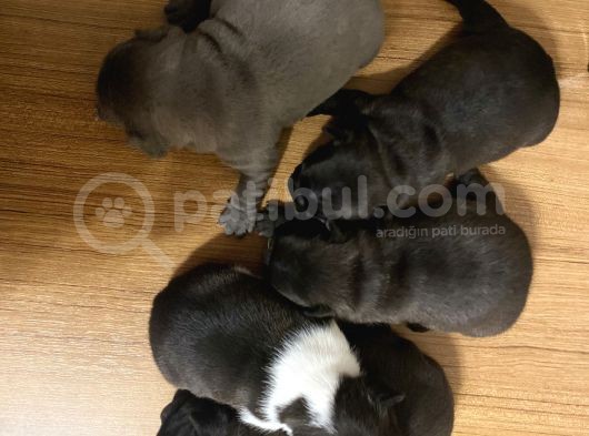 Irk Garantili Blue Ve Brindle Taşıyıcı Blue Yavrularımız görsel