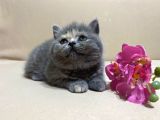 British Shorthair Mükemmel Güzellikte 2 Aylık 4 Yavru 2 Dişi 2 Erkek