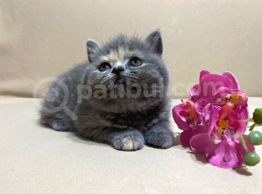 British Shorthair Mükemmel Güzellikte 2 Aylık 4 Yavru 2 Dişi 2 Erkek görsel
