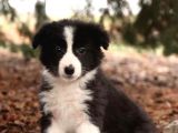 Show Kalite Border Collie Yavrularimiz