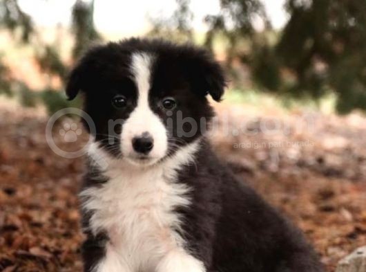 Show Kalite Border Collie Yavrularimiz görsel