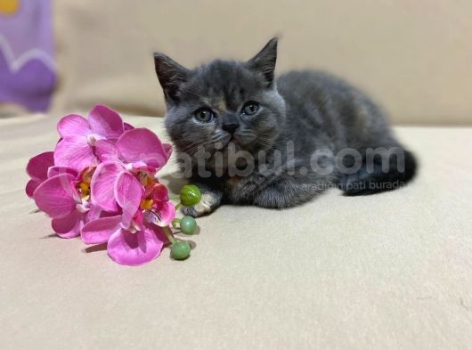 British Shorthair Mükemmel Güzellikte 2 Aylık 4 Yavru 2 Dişi 2 Erkek