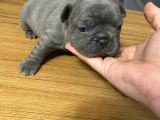 Irk Garantili Blue Ve Brindle Taşıyıcı Blue Yavrularımız
