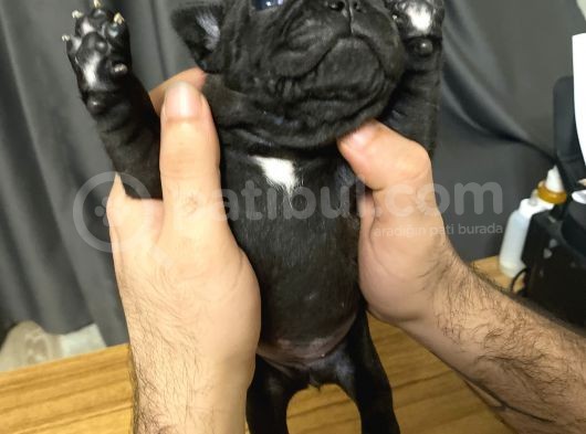 Irk Garantili Blue Ve Brindle Taşıyıcı Blue Yavrularımız görsel