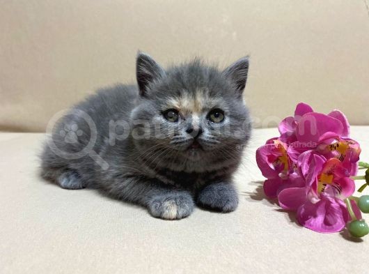 British Shorthair Mükemmel Güzellikte 2 Aylık 4 Yavru 2 Dişi 2 Erkek görsel