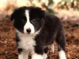 Show Kalite Border Collie Yavrularimiz