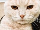 11 Aylık Erkek British Shorthair