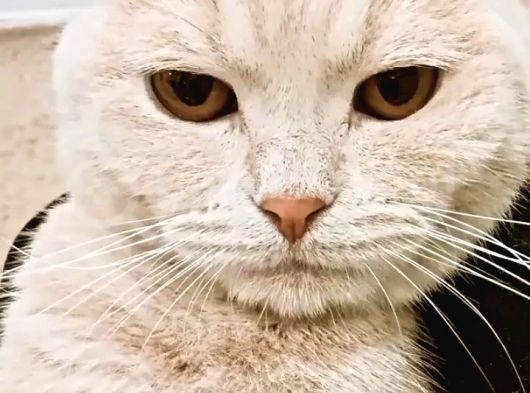 11 Aylık Erkek British Shorthair