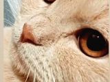 11 Aylık Erkek British Shorthair