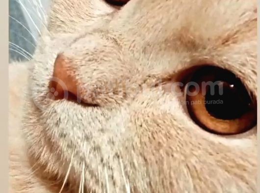 11 Aylık Erkek British Shorthair görsel