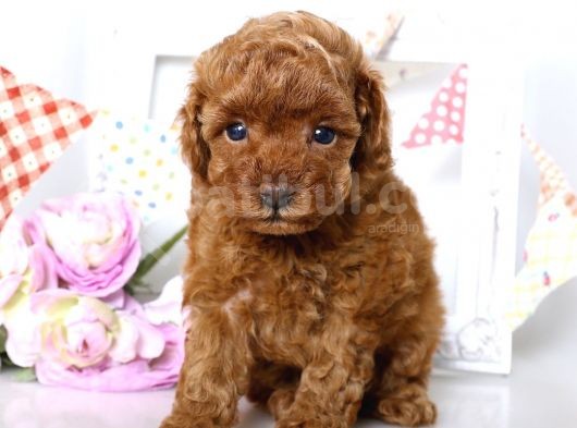 Fincan Boy Toy Poodle Yavrularimiz görsel