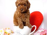 Fincan Boy Toy Poodle Yavrularimiz