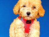 Toy Poodle Di̇şi̇ Safkan Yavrumuz