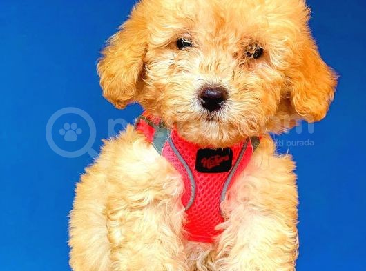 Toy Poodle Di̇şi̇ Safkan Yavrumuz görsel