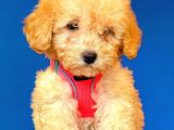 Toy Poodle Di̇şi̇ Safkan Yavrumuz